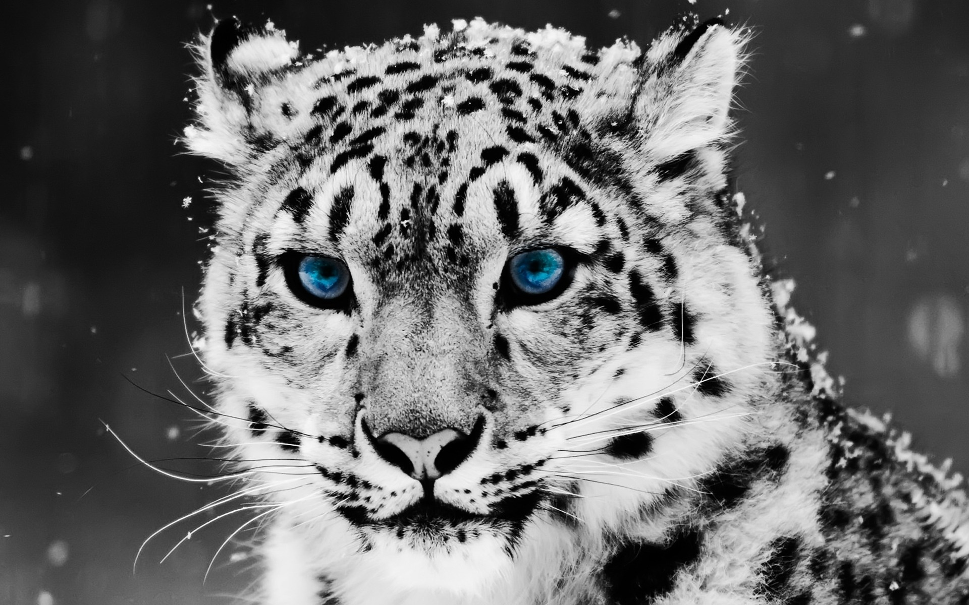 Snow Blue Eye Leopard3757219542